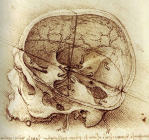 Skull studies from Leonardo Da Vinci's notebooks